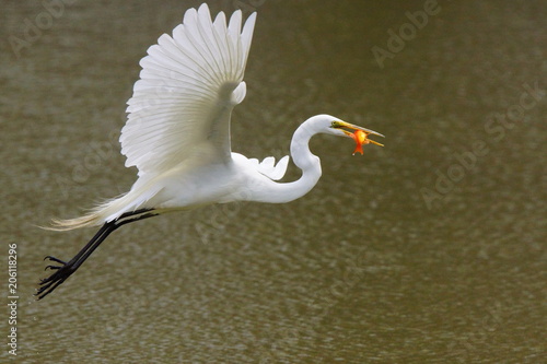 Photography Great egret with a catch