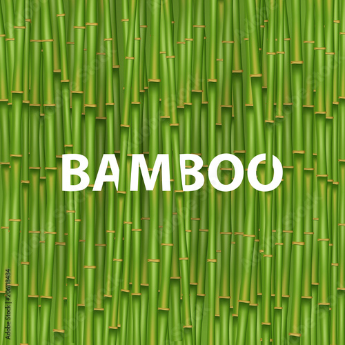 Creative vector illustration of chinese bamboo grass tree. Tropical asian plant art design. Abstract concept graphic banner, brochure, cover, booklet, print, flyer, book, blank, a4 element.