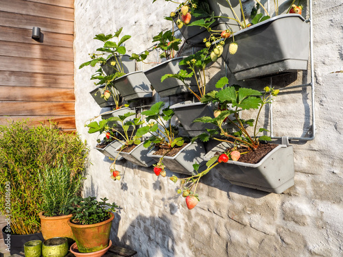 Rows of strawberry plants in a vertical garden hanging on a wall in a small patio