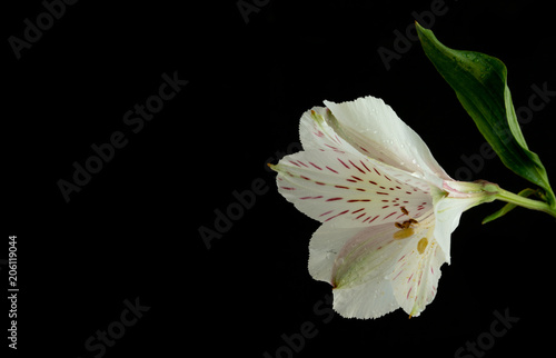 white alstromeria photo