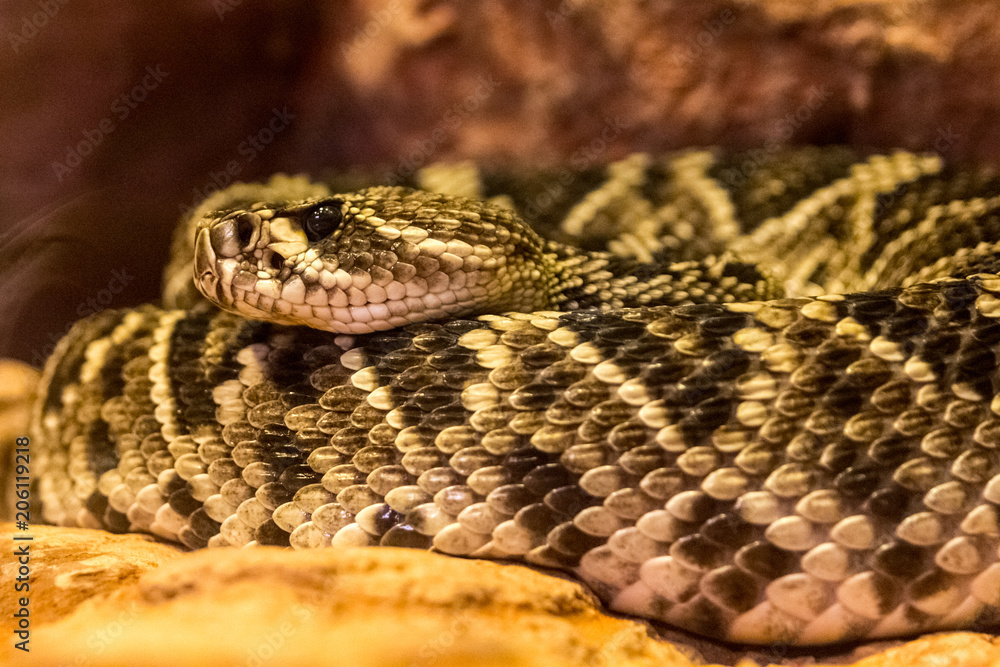 Northern black-tailed rattlesnake Northern black-tailed rattlesnake