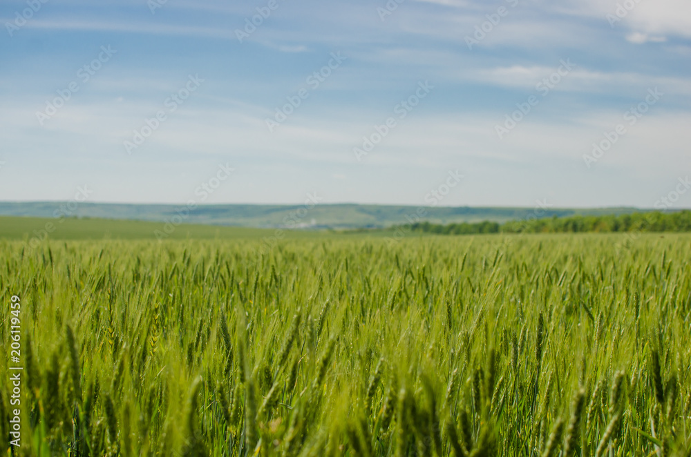 Field of young green wheat with blue sky on background.