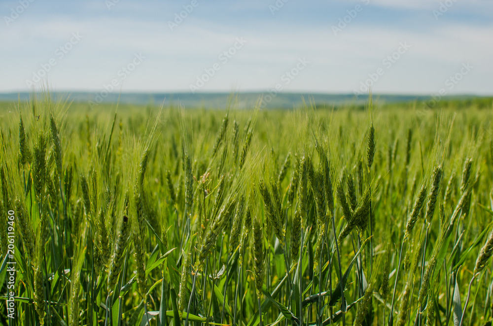 Field of young green wheat with blue sky on background.