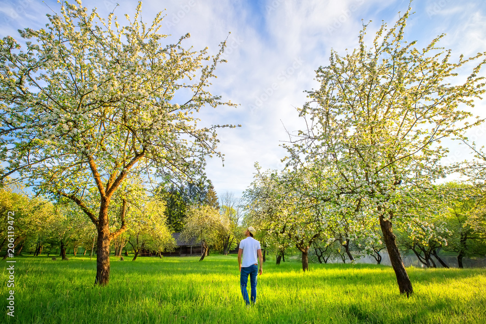Fototapeta premium Man walking in beautiful blooming garden in the morning. Summer landscape.