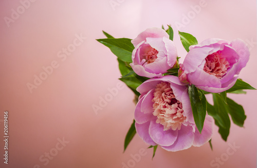 Pink peonies of blue background.