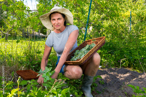 Woman collects fresh spearmint using scissors and tray in garden