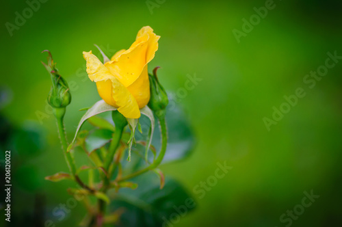 Yellow rose bud on a green background.
