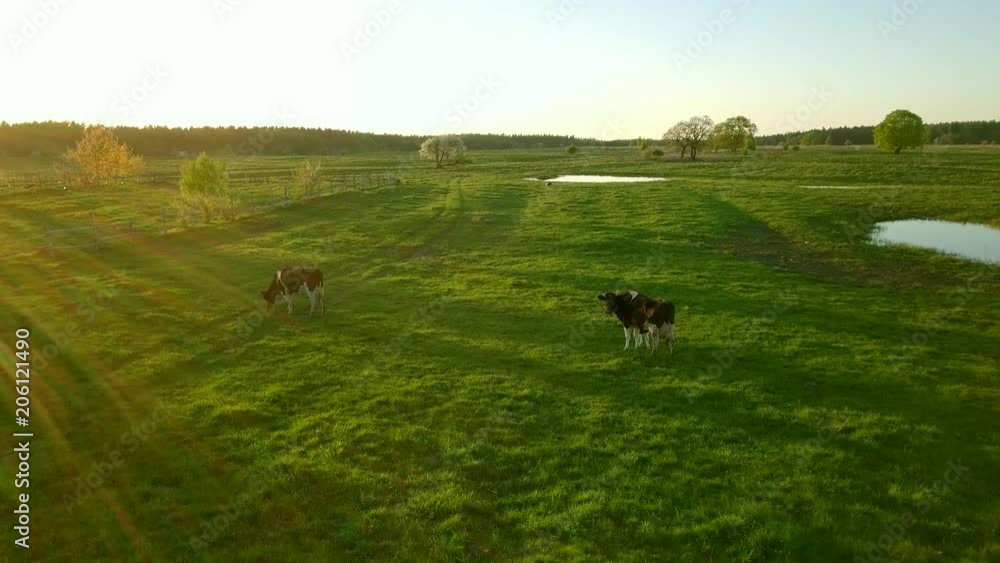 Cows graze on a meadow near the pond a beautiful sky above it.