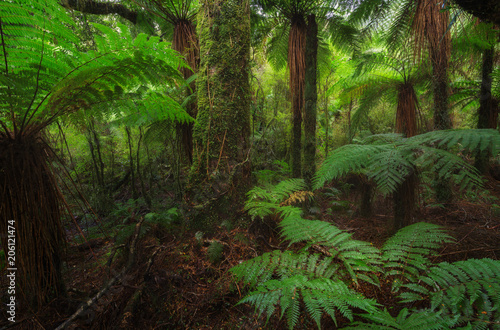 New Zealand rainforest details landscape