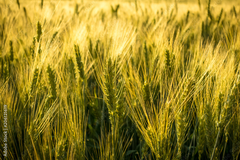 field with unripe wheat at sunset, closeup field with unripe wheat at sunset, closeup