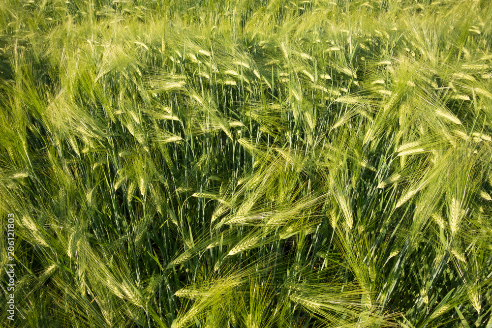 green field with unripe wheat