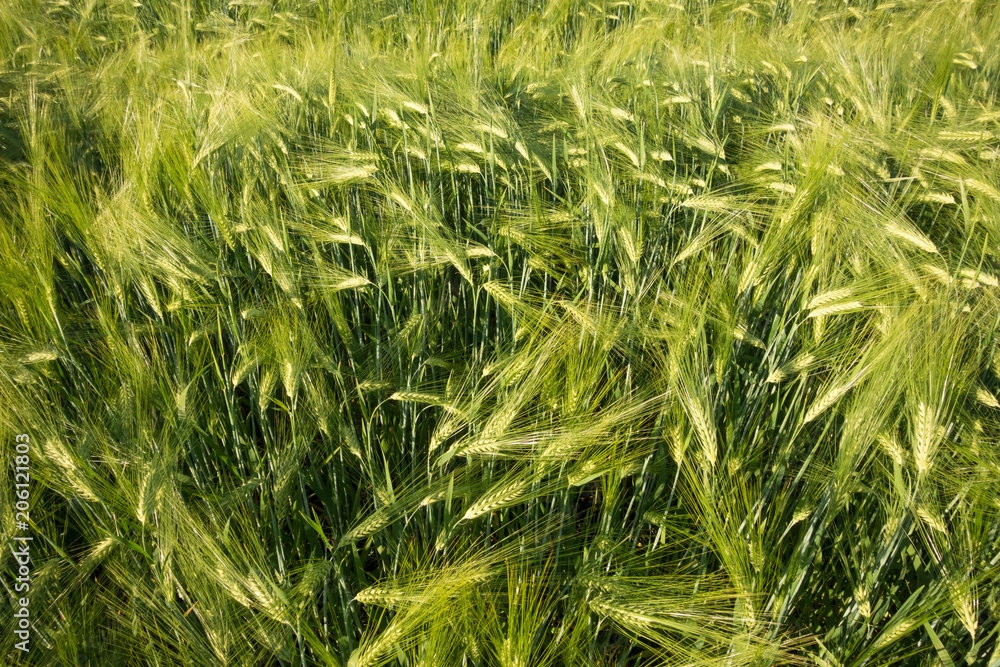 green field with unripe wheat green field with unripe wheat