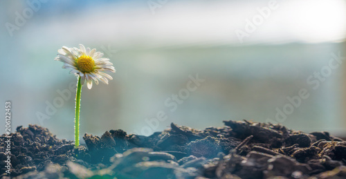 daisy flower close up shot © AA+W