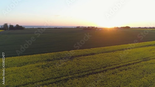 Drone shot flying over rapeseed field at sunset