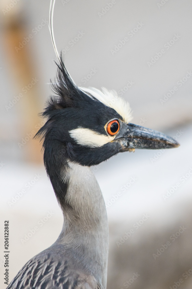 Macro of a Great Blue Heron head