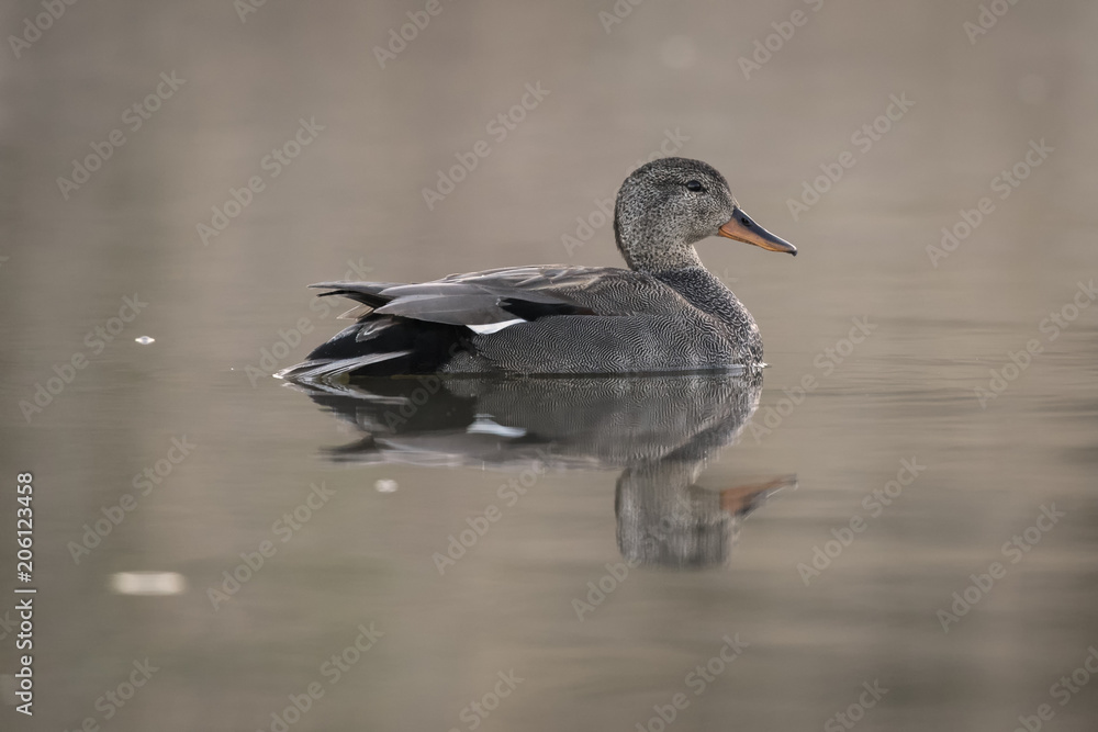 Male gadwall on a calm water mirror Male gadwall on a calm water mirror