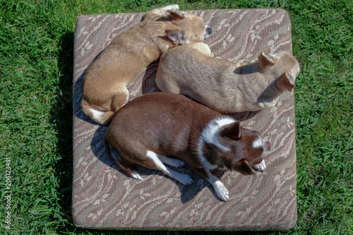 Three small dogs of Chihuahua breed take sunbathing.