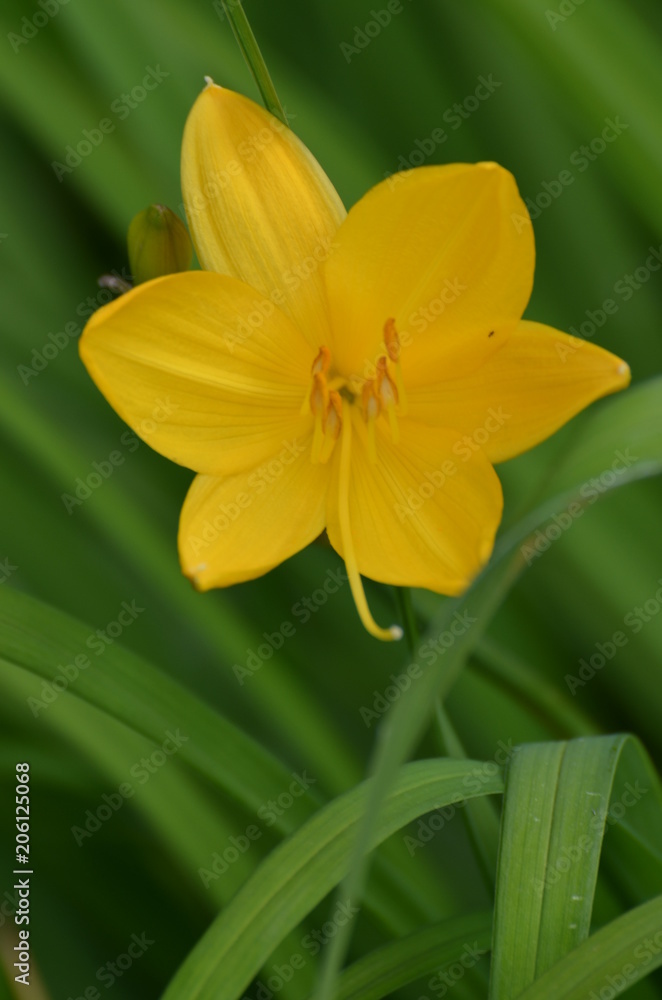 Fototapeta premium fleur jaune