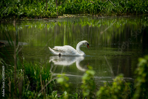 White Mute Swan
