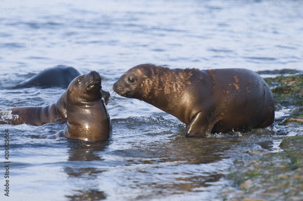 Fototapeta premium Sea Lion pup , Patagonia Argentina