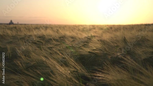 field rye at sunset