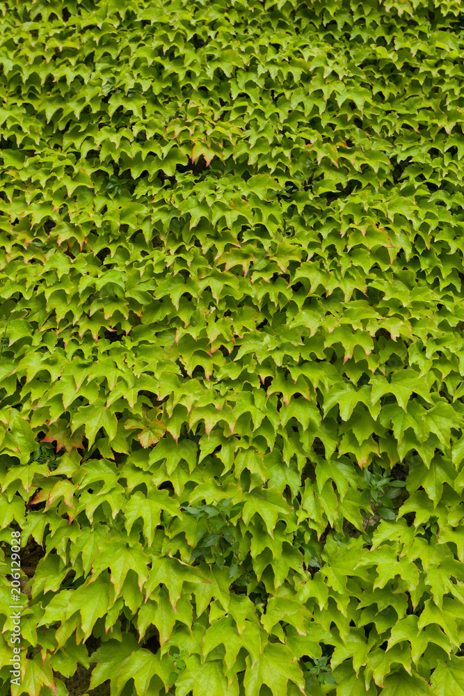 Obraz premium Lush green Leaves covering a Wall