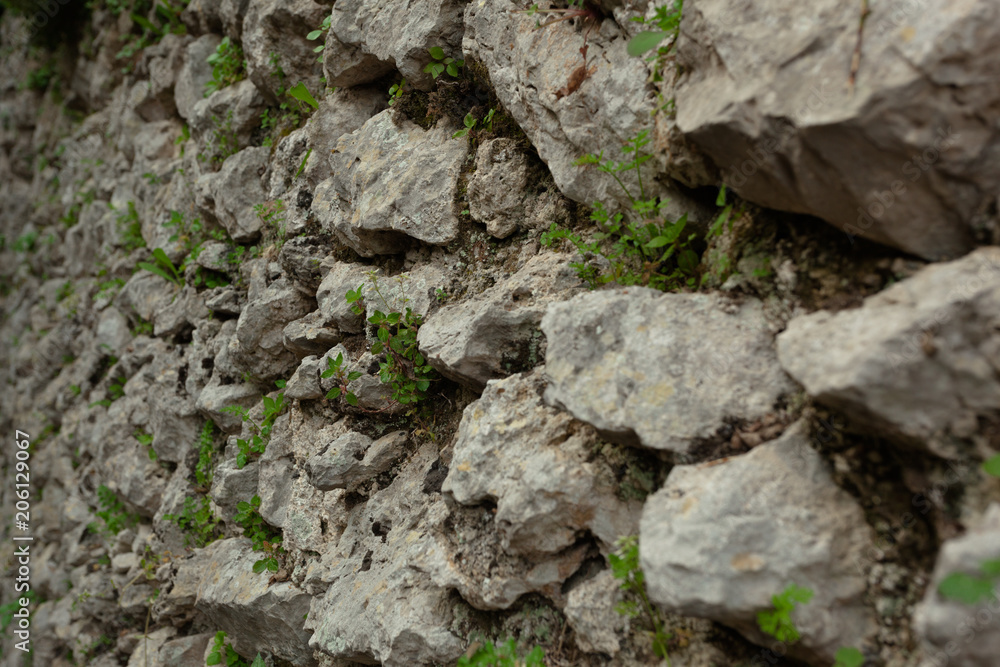 Green grows between grey Rocks of a Stone Wall