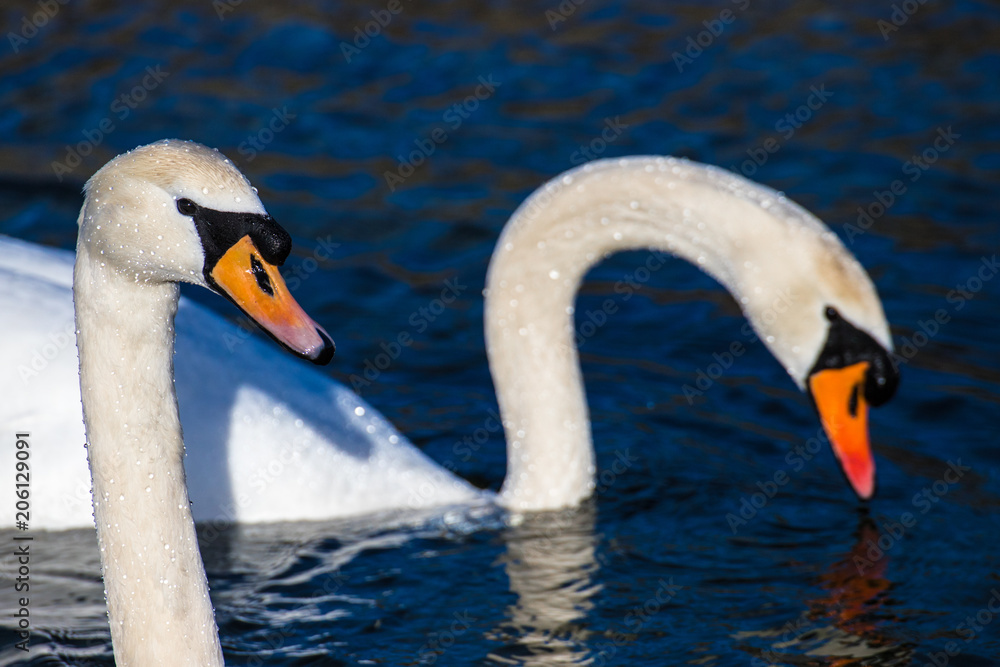 Fototapeta premium The swan family enjoying the sunny morning
