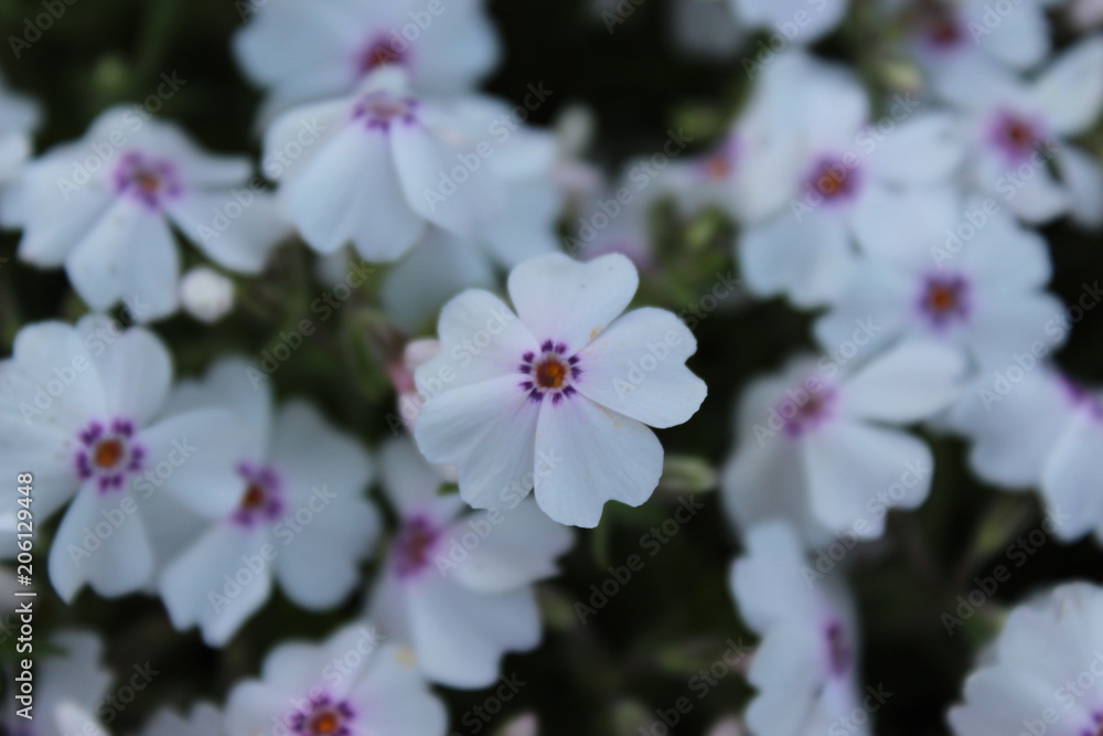 Weiß blühender Teppich-Phlox (Phlox subulata), Nahaufnahme mit selektivem Fokus Weiß blühender Teppich-Phlox (Phlox subulata), Nahaufnahme mit selektivem Fokus