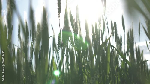 spikes of green wheat
