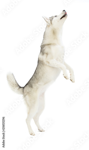 Siberian Husky jumping on his two hind legs