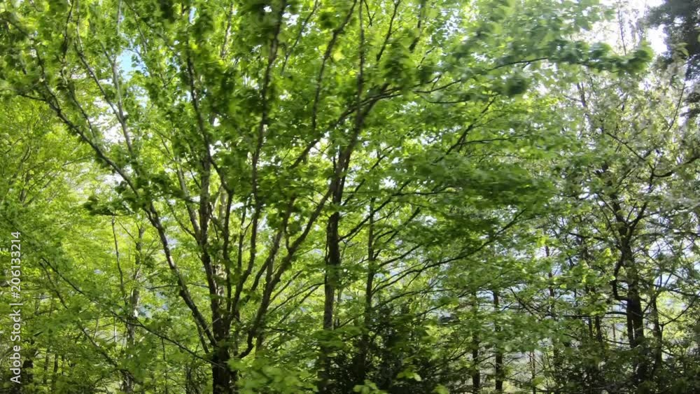 Spring forest with shining sun in Pyrenees, Aude in southern of France
Spring forest with shining sun in Pyrenees, Aude in southern of France