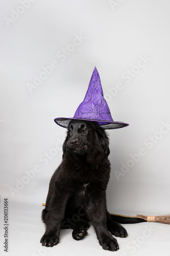 Newfoundland puppy with a witch hat and broom against a grey seamless background © bacothelock