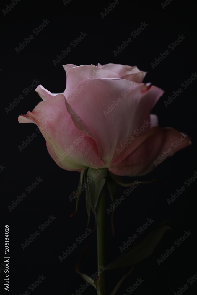 Pink rose. Close up Pink rose. Close up