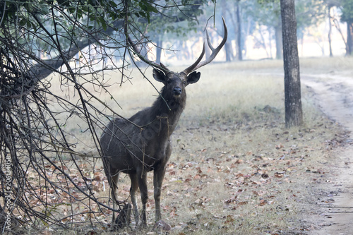 large male sambar deer who stands under the shadow of a tree near the road