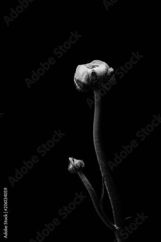 Newborn paigle in balck and white