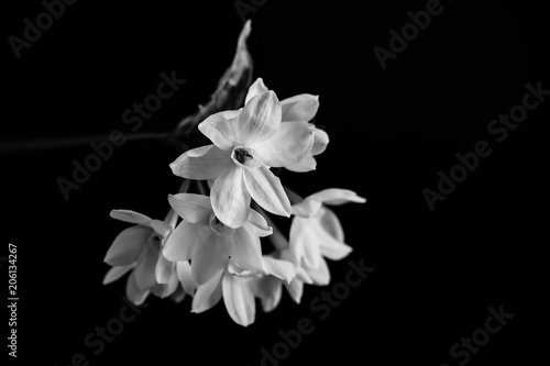 Jonquil. Black and white
