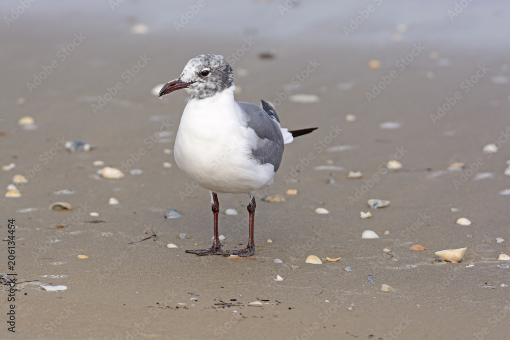 Immature Laughing Gull on the Shore Immature Laughing Gull on the Shore