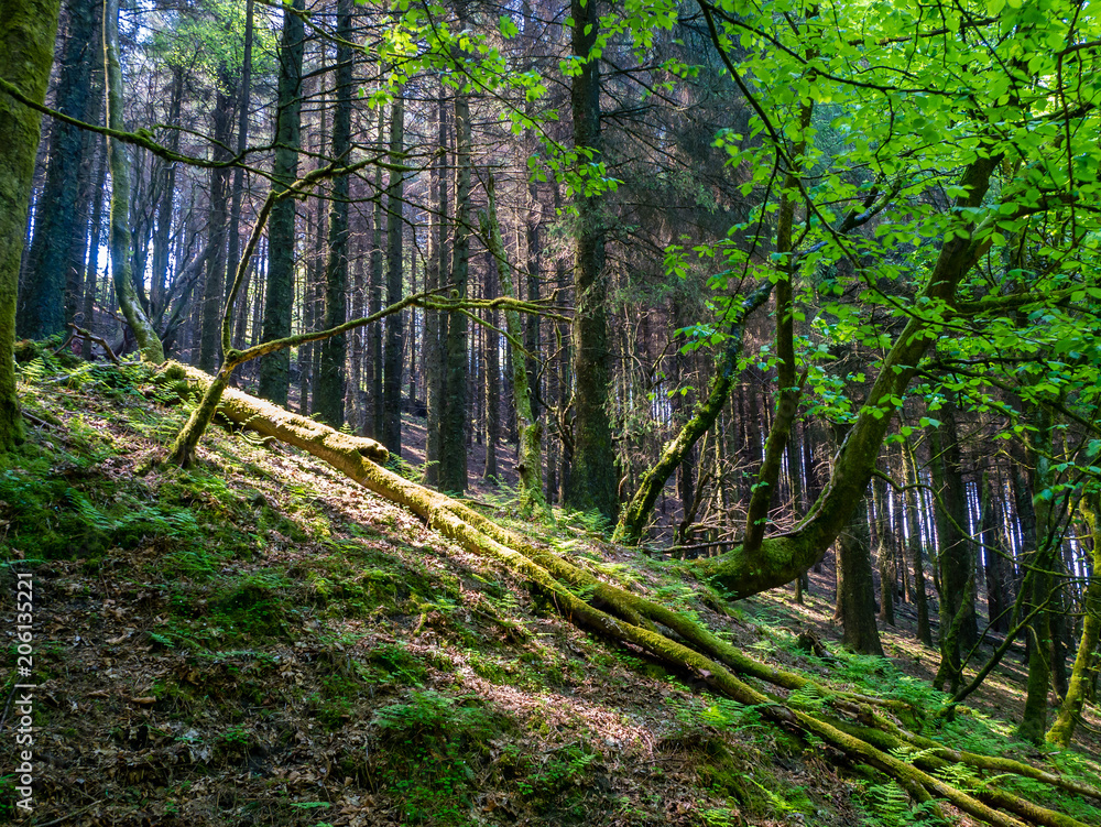 UK Summertime Forest 2