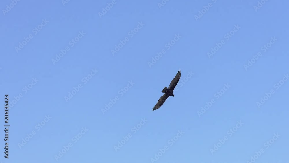 vulture soaring through sky slow motion 4k 60fps vulture soaring through sky slow motion 4k 60fps