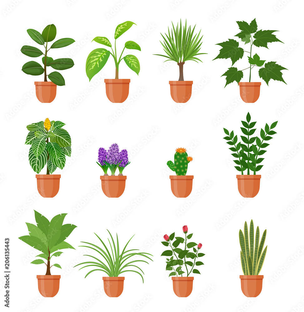 Set of twelve houseplant with flowers in a pot in flat style. Indoor gerb on shelf isolated on a white background.