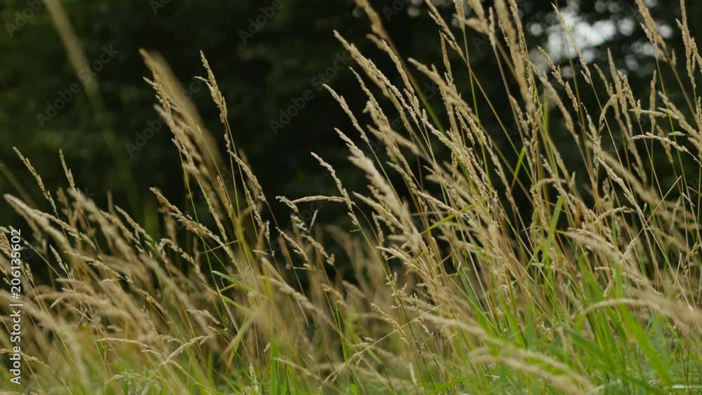 Grass Field Near The Forest Grass Field Near The Forest