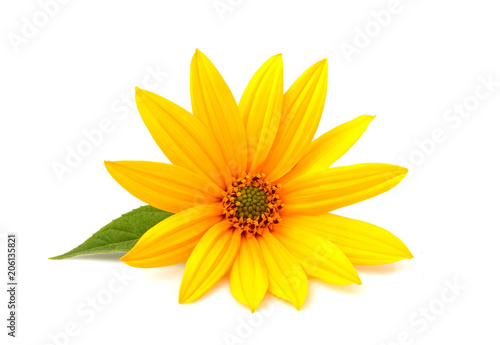 Flower jerusalem artichoke isolated.