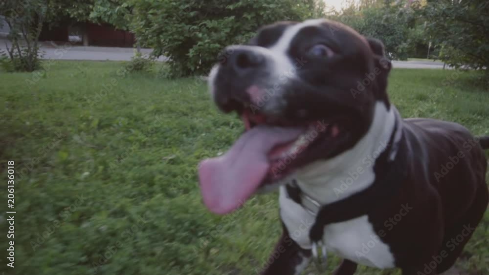 English staffordshire bull terrier running and jump English staffordshire bull terrier running and jump