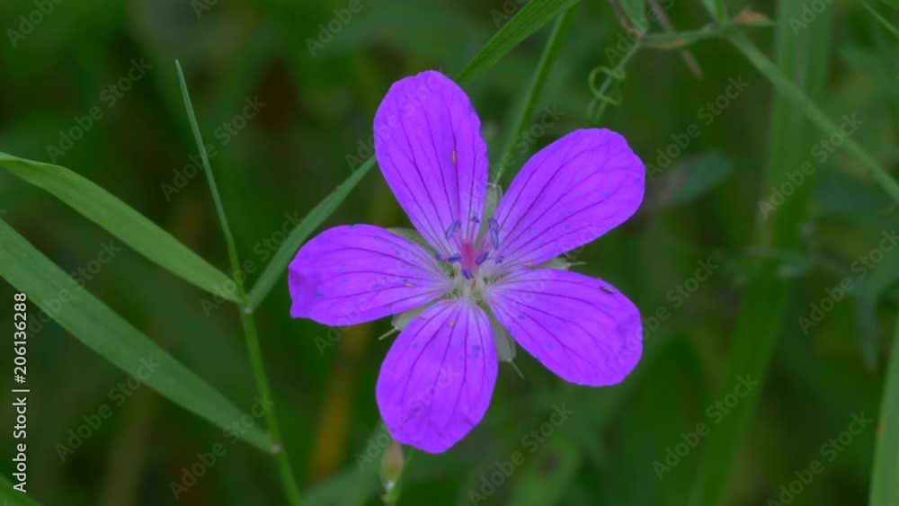 Geranium Pratense In Green Grass Geranium Pratense In Green Grass