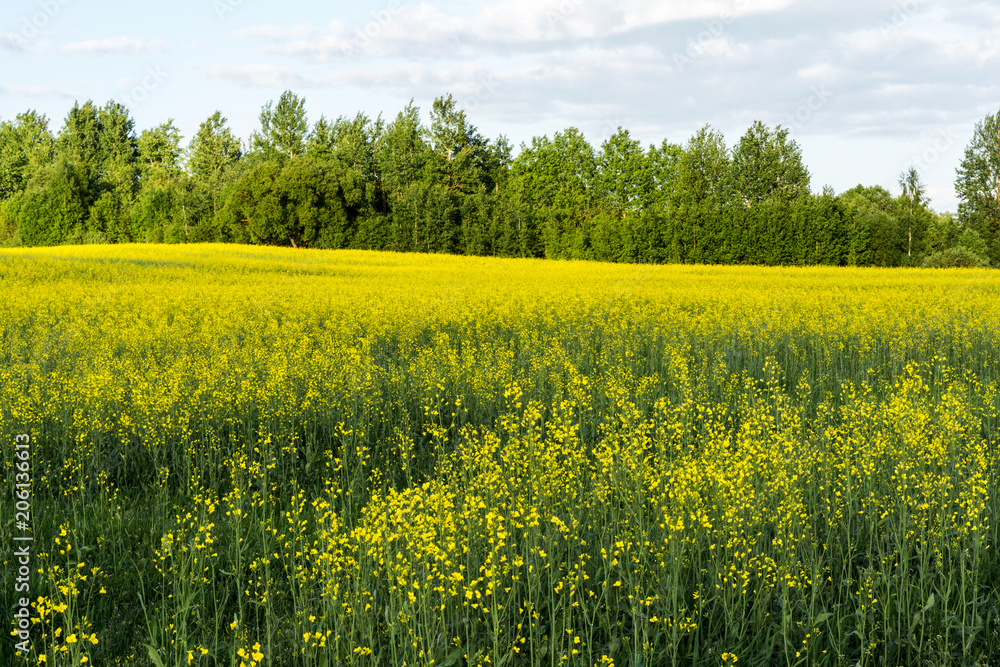 Fototapeta premium flowering rapeseed field and blue sky with clouds during sunset, landscape spring