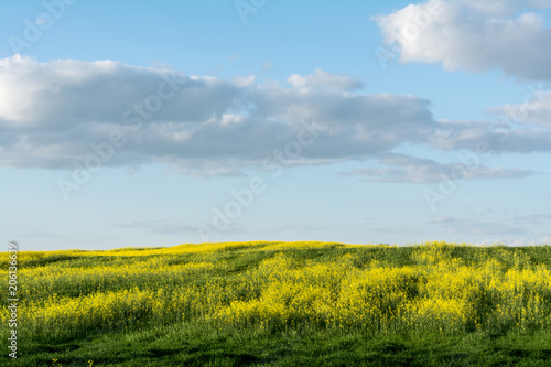 flowering rapeseed field and blue sky with clouds during sunset  landscape spring