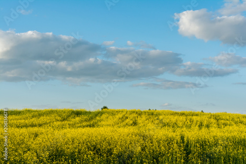 flowering rapeseed field and blue sky with clouds during sunset  landscape spring