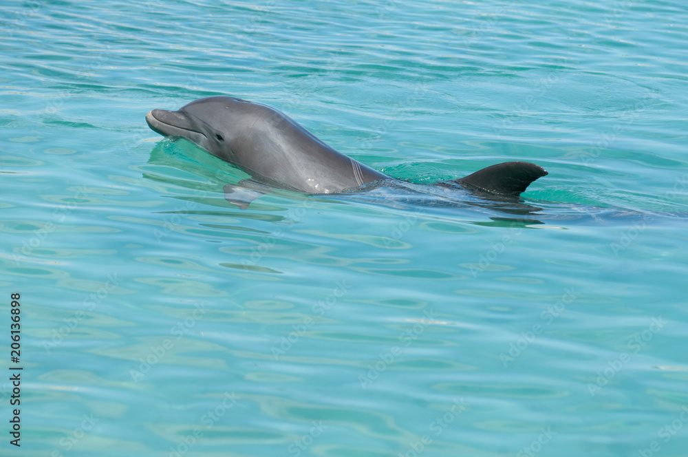 Fototapeta premium dolphin in blue water