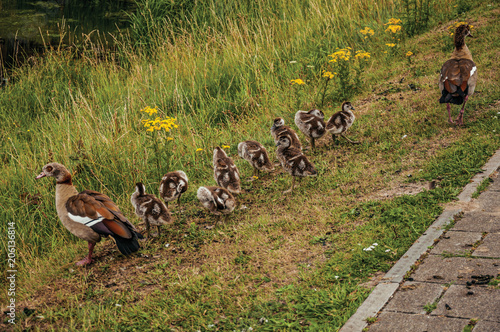 Ducks couple with ducklings on grass in a cloudy day, near the village of Geertruidenberg. A small, friendly place near Aakvlaai Park and Breda. Southern Netherlands. photo